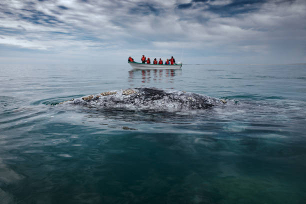 Gray whale surfaces next to a boat with tourists, Baja California on Mexico's Pacific coast Gray whale surfaces next to a boat at San Ignacio Lagoon in the Sea of Cortés, Baja California. gray whale stock pictures, royalty-free photos & images