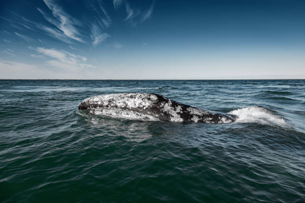 Grey whale surfaces in Baja California on Mexico's Pacific coast Gray whale (Eschrichtius robustus) surfacing  at Guerrero Negro in the Sea of Cortés, Baja California gray whale stock pictures, royalty-free photos & images
