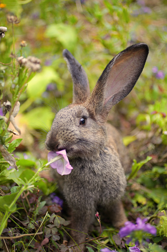 a romantic brown bunny eating a petunia flower