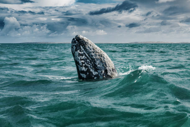 Grey whale surfaces in Baja California on Mexico's Pacific coast Gray whale (Eschrichtius robustus) surfacing  at Guerrero Negro in the Sea of Cortés, Baja California gray whale stock pictures, royalty-free photos & images
