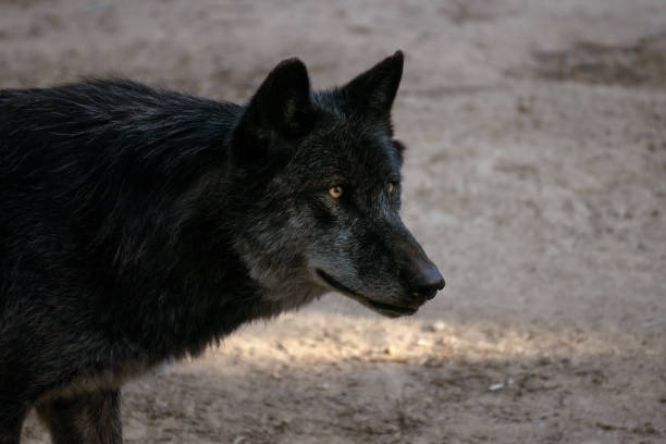 istock Portrait of a black arctic wolf 1178164507