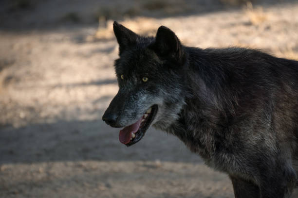 istock Portrait of a black arctic wolf 1178164585
