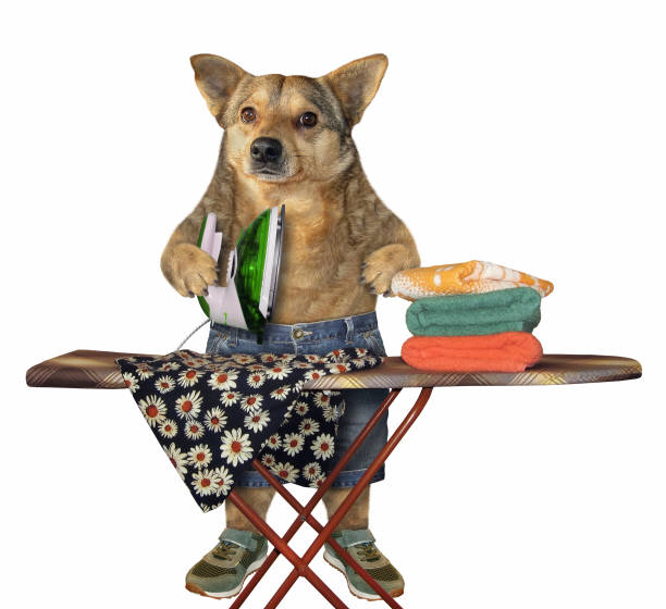 istock Dog housewife ironing linen 1178164587