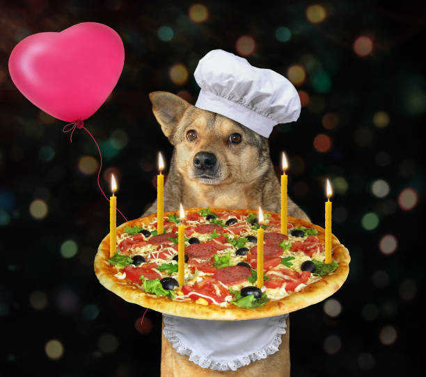istock Dog cook with birthday pizza 1178164594