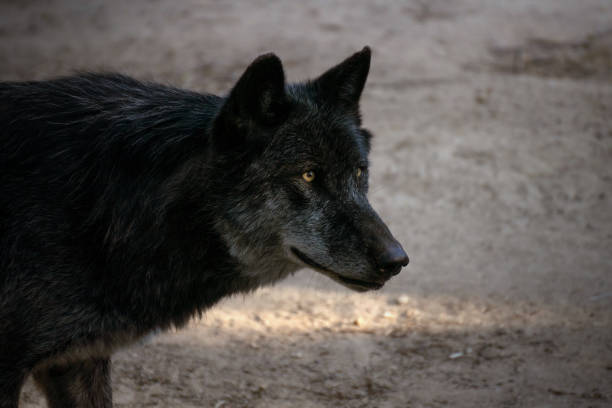 istock Portrait of a black arctic wolf 1178164625