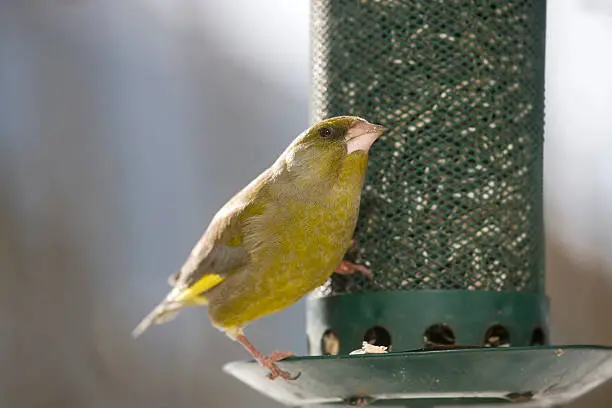 High res view of a greenfinch at a birdfeeder on a sunny winter day.