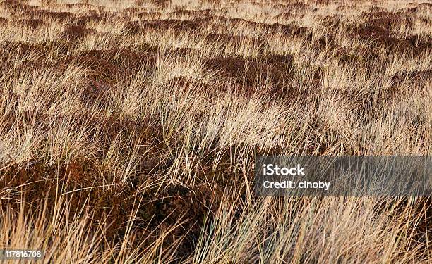 Moorland Heather Stock Photo - Download Image Now - Abstract, American Beachgrass, Backgrounds
