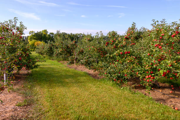 잘 익은 애플 과수원 미네소타 - apple orchard 뉴스 사진 이미지