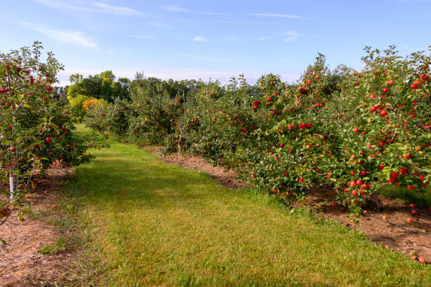 Ripe Apple orchard Minnesota Field of fresh fruit red apple orchard. Outdoor horizontal landscape apple orchard photos stock pictures, royalty-free photos & images