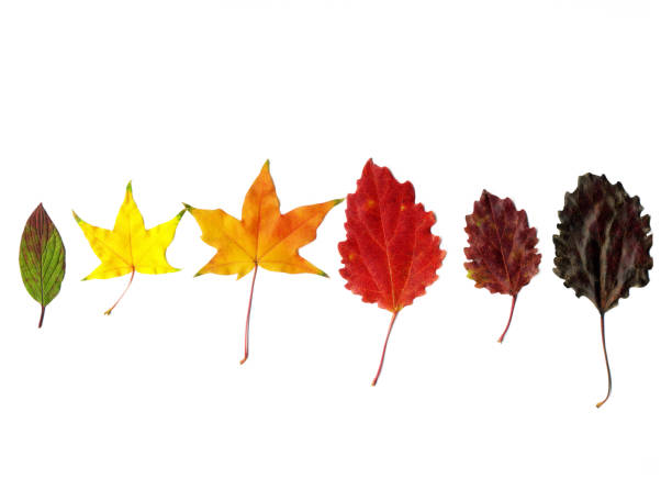 istock Leaves set mock up on white background for decoration design template. Beautiful nature light background colorful leaves 1178168668