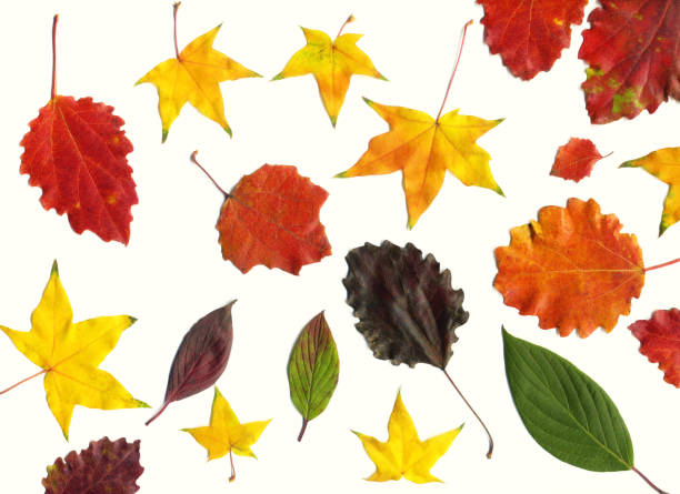istock Leaves set mock up on white background for decoration design template. Beautiful nature light background colorful leaves 1178168670