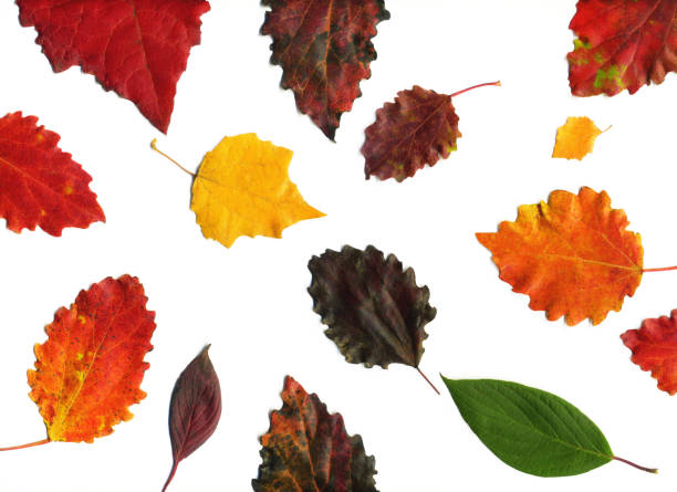 istock Leaves set mock up on white background for decoration design template. Beautiful nature light background colorful leaves 1178168682