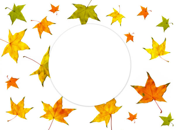 Leaves set mock up on white background for decoration design template. Beautiful nature light background with colorful leaves. Red, orange, yellow fallen tree foliage top view, empty space for text.
