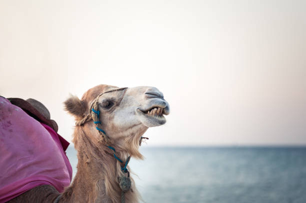 cammello nel deserto tunisino, divertente primo tempo - camel smiling israel animal foto e immagini stock