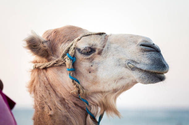 cammello nel deserto tunisino, divertente primo tempo - camel smiling israel animal foto e immagini stock