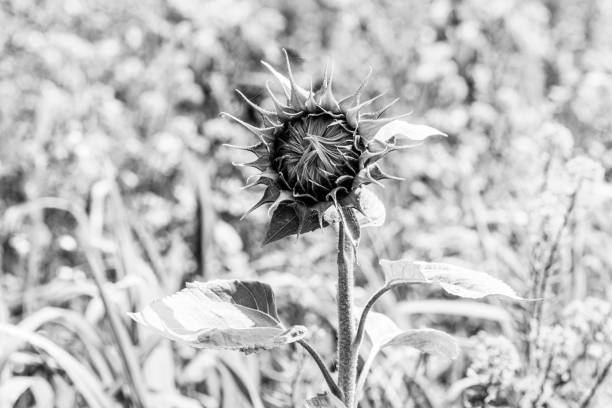 immagine monocromatica di un girasole con testa di fiore chiusa - wild barley foto e immagini stock