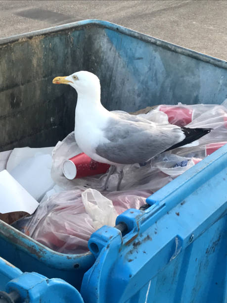istock Image of Herring Gull (Larus argentatus) perched in street blue, hard plastic dumpster refuse bin, scavenging through pile of bagged up trash, seaside street bin 1178169976