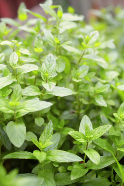 istock Mint in the garden 1178170074
