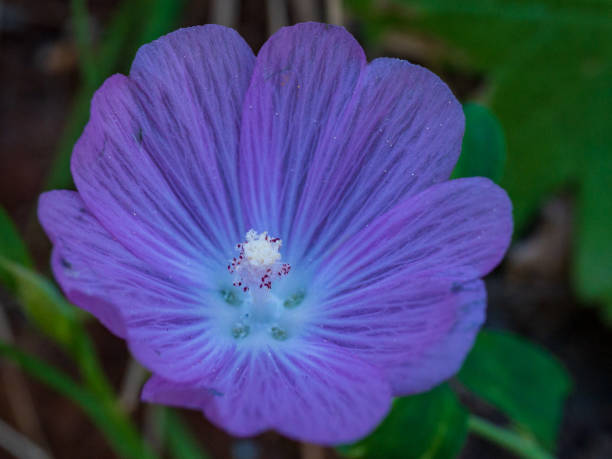 istock Glowing Purple and white flower macro shot 1178170933