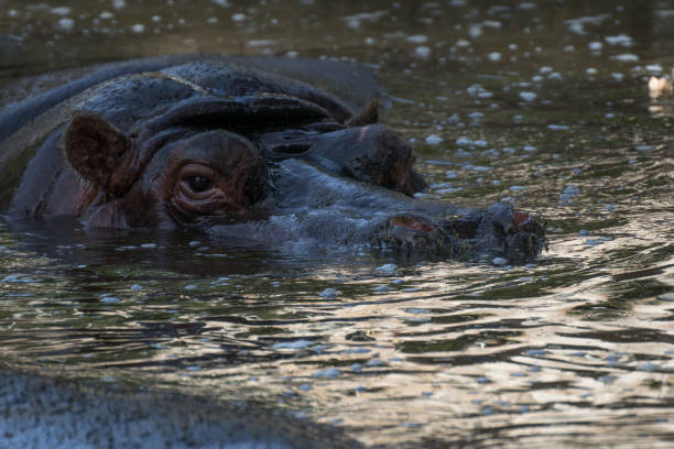 istock Hippopotamus in the water 1178171083