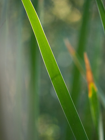 Reed Close Up Diagonal green line abstract