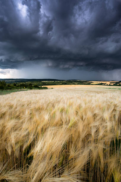 istock Thunderstorm in the wheat field 1178171426