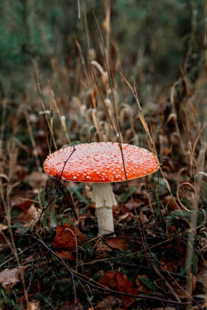 istock picking mushrooms in the forest 1178171899