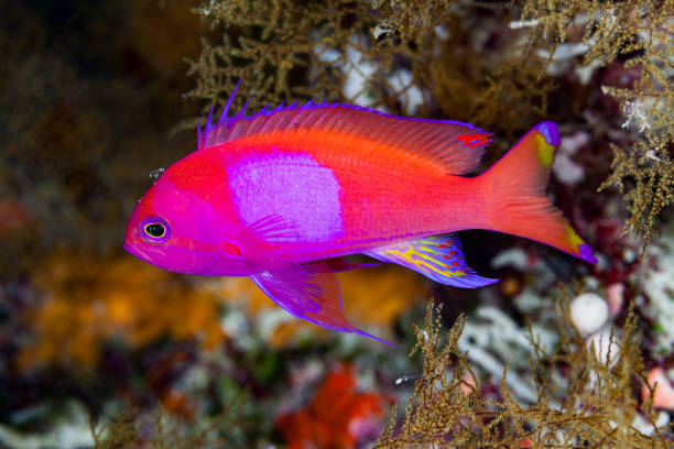 Male Squarespot Anthias Pseudanthias pleurotaenia in Black Corals, Palau, Micronesia Squarespot Anthias Pseudanthias pleurotaenia occurs in the tropical Pacific Ocean from Indonesia to Samoa, north to the Ryukyu Islands and south to New Caledonia in a depth range from 0-180m, usually 0-25m, max. length 20cm. Square spot refers to the male, locals in Palau call it the TV fish. The female is mainly yellow. This specimen is inbetween Antipathes sp. black corals of a sheer wall. Palau, Micronesia, 7°6'50.299" N 134°16'8.17" E at 20m depth pseudanthias pleurotaenia stock pictures, royalty-free photos & images