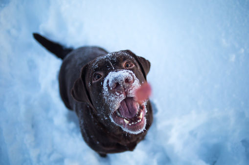 Close up portrait of a Beautiful chocolate labrador retriever posing outside at winter. Labrador in the snow.