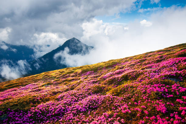 istock Magical landscape with charming pink rhododendron flowers 1178174986