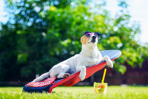 Jack russel terrier dog lies on a deck-chair with cocktail in sunglasses. Relax and vacation concept