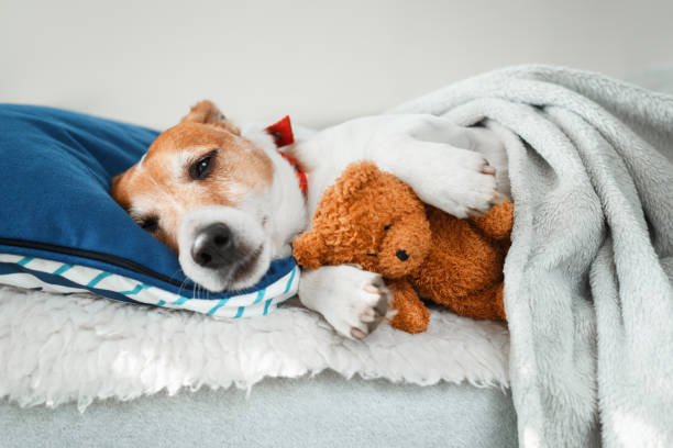 istock Sleeping jack russel terrier puppy 1178175009