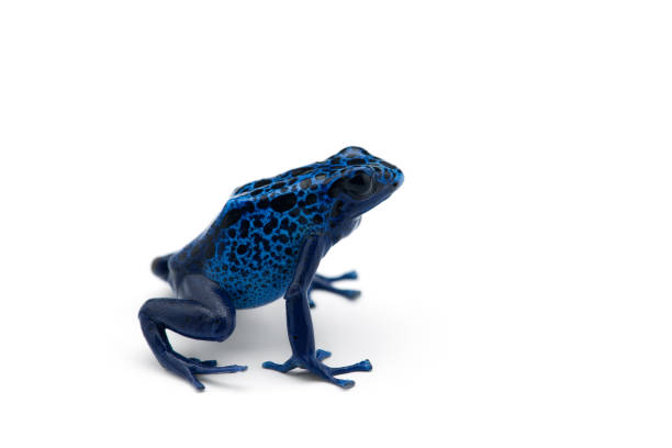 istock The poison dart frog isolated on white background 1178175109
