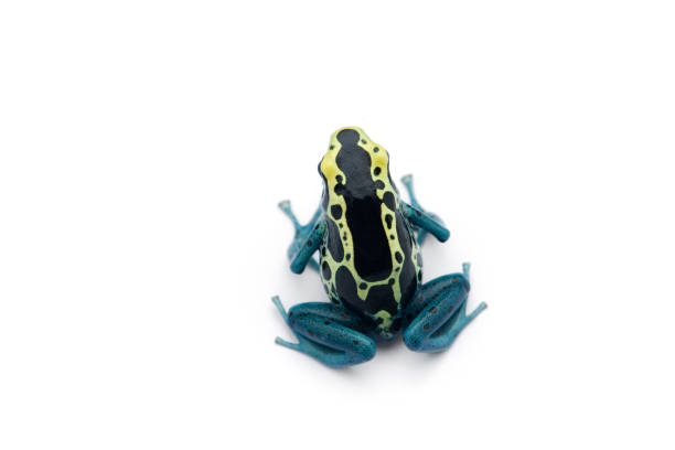 istock The poison dart frog isolated on white background 1178175113