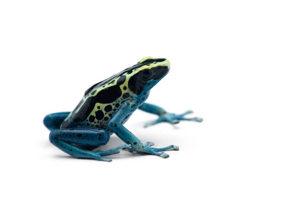 istock The poison dart frog isolated on white background 1178175114