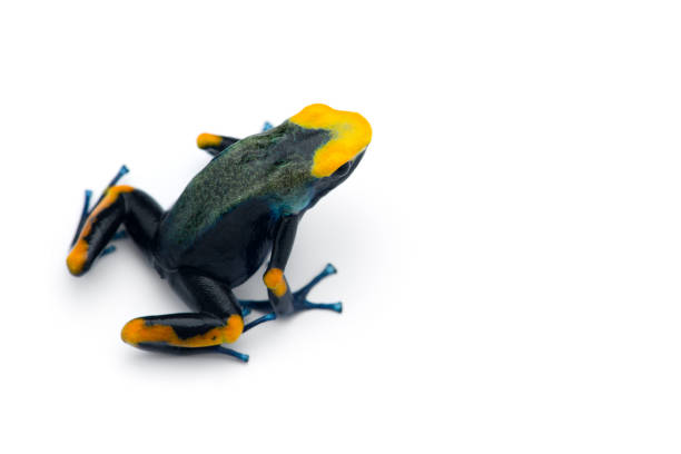 istock The poison dart frog isolated on white background 1178175122
