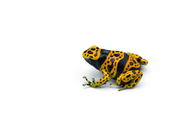 istock The poison dart frog isolated on white background 1178175125