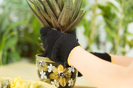 Woman hands holding aloe plant in the pot before repotting