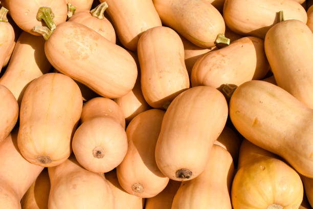 istock Heap of Butternut Squash Pumpkin (Cucurbita moschata). 1178175496