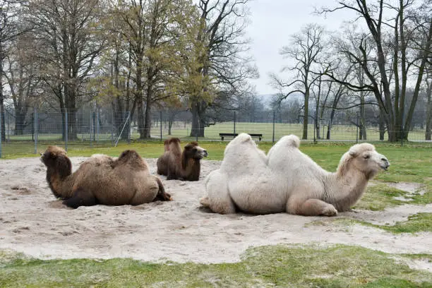 Photo of Side view of camels laying on ground in corral at zoo.