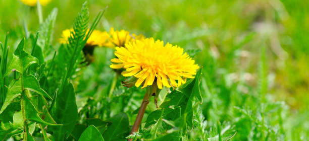 istock Yellow spring dandelions on a green meadow. 1178176729
