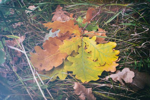 istock autumn yellow orange oak leaves 1178176929