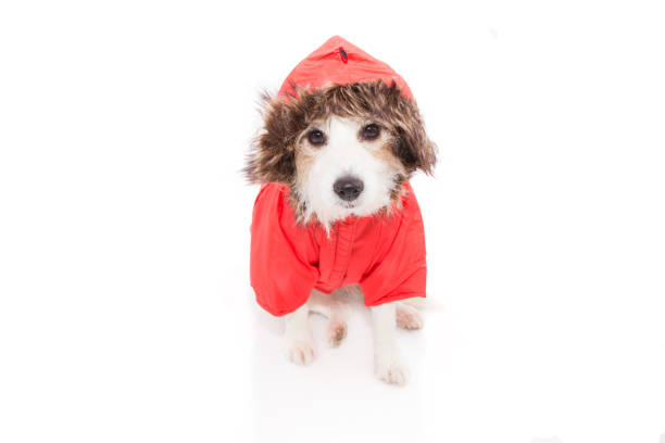 istock DOG WEARING A FLUFFY PARKA OR WINTER COAT. ISOLATED ON WHITE BACKGROUND. 1178178586