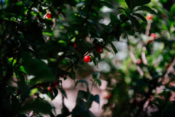 istock Ripe red cherry on a tree branch close up 1178178743