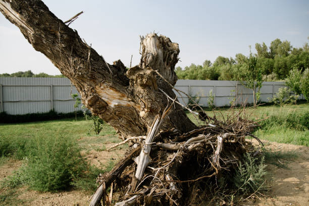 istock Dry old uprooted tree lies on ground in nature 1178178760