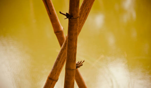 istock Three yellowish bamboos around a place 1178179117