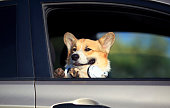 red dog puppy Corgi stuck his face and paws out the window of the car and quite smiling during the summer trip