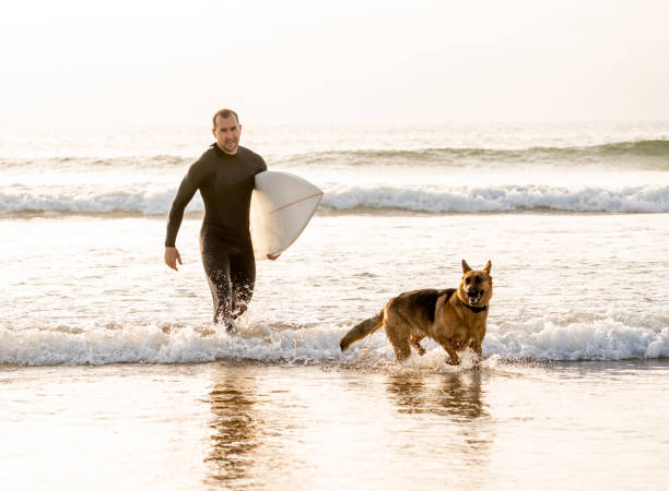 istock Surfer having fun with best friend german shepherd running and playing on dog-friendly beach at sunset. Summer fun surfing vacation with your dog, pet friendly trip and outdoors adventure lifestyle. 1178179420