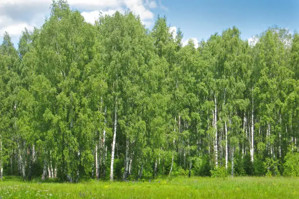 Trees and meadow on a sunny day. Birch Forest. Green Summer Background."n