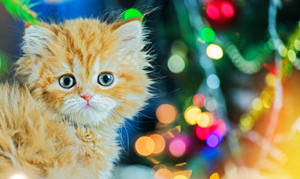 istock Little Red Cat near Christmas Tree 1178179966